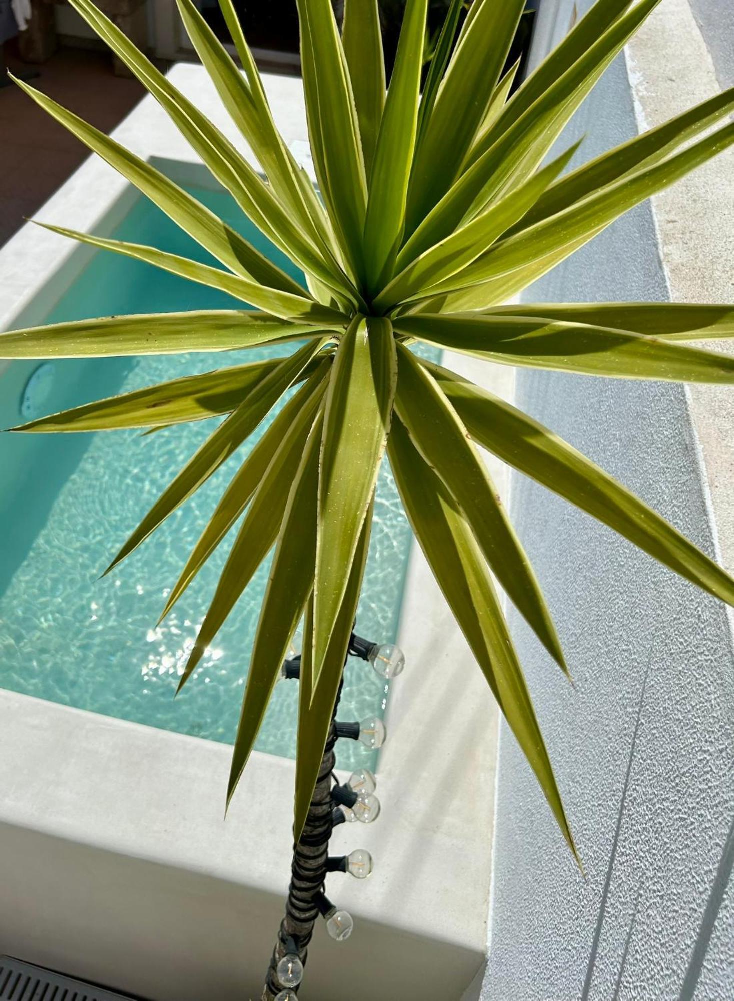 Palmeirinha Guest House Sintra Dış mekan fotoğraf